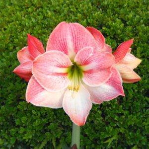 Art. AMARILLIS RECISI ROSA