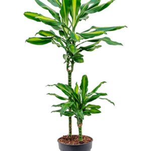 Art. DRACENA 3 PIANTE