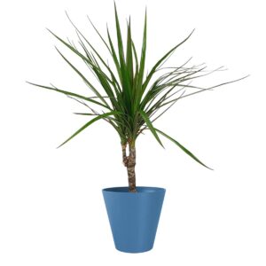 Art. DRACENA MARGINATA DIAM 12