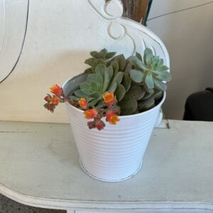 Art. ECHEVARIA VASO BIANCO