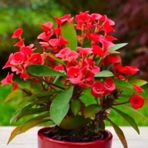 Art. EUPHORBIA MILLI ROSSA