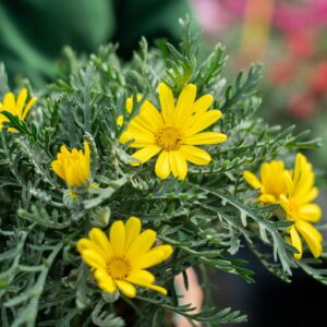 Art. EURYOPS GIALLO