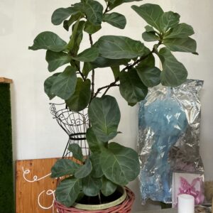 Art. FICUS LYRATA VASO DIAM 35