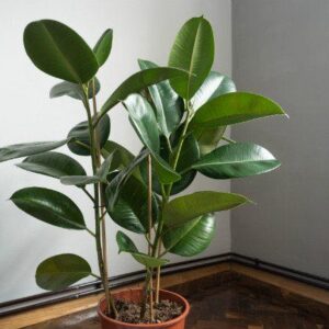 Art. FICUS ROBUSTA DIAM 30