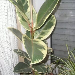 Art. FICUS ROBUSTA VARIEGATO