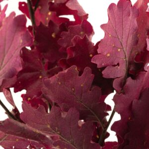 Art. FOGLIE QUERCIA ROSSA