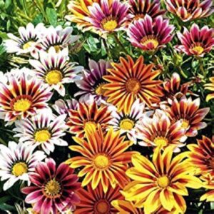Art. GAZANIA MIX