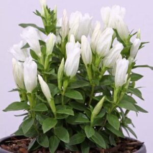 Art. GENZIANA RECISA BIANCA
