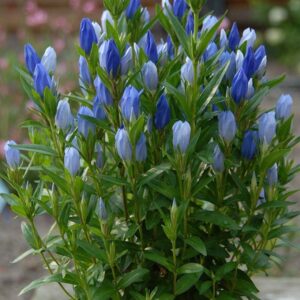 Art. GENZIANA RECISA BLU