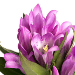 Art. GENZIANA RECISA ROSA