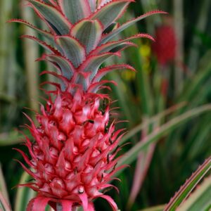 Art. ANANAS RECISO