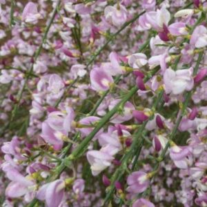 Art. GINESTRA ROSA