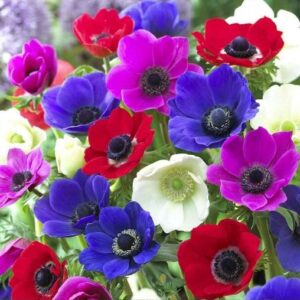 Art. ANEMONI MIX