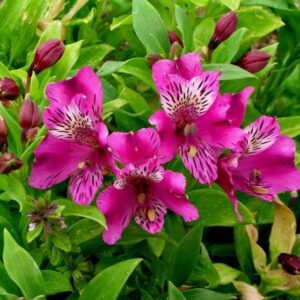 Art. AF003  ALSTROMERIA FUCSIA