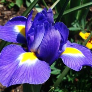 Art. IRIS BLU