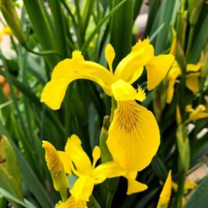 Art. IRIS GIALLO