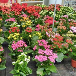 Art. KALANCHOE MIX