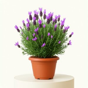 Art. LAVANDA STOECHAS IN PIANTA