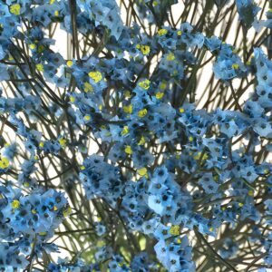 Art. LIMONIUM AZZURRO