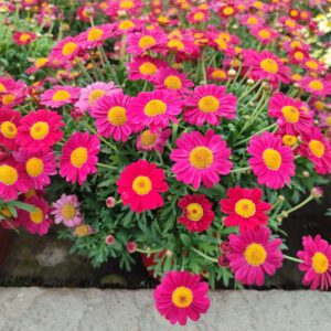 Art. MARGHERITA TRICOLOR