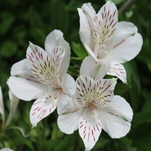 Art. 0000000636  ALSTROMERIA BIANCA