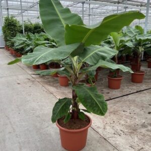 Art. MUSA DWARF (Banano)