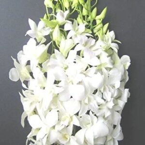 Art. ORCHIDEA DENDROBIUM BIANCO RECISO