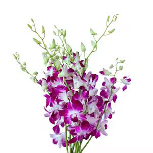 Art. ORCHIDEA DENDROBIUM VIOLA RECISO