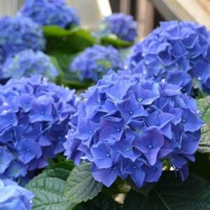 Art. ORTENSIA MACROPHYLLA BLU IN PIANTA