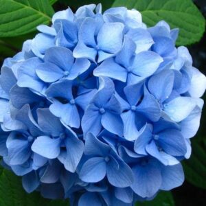 Art. ORTENSIA RECISA AZZURRA