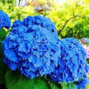 Art. ORTENSIA RECISA BLU