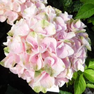 Art. ORTENSIA RECISA ROSA