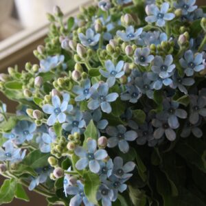 Art. OXYPETALUM AZZURRO