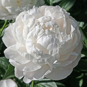 Art. PEONIE BIANCHE