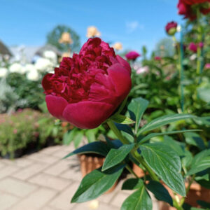 Art. PEONIE RECISE ROSSE