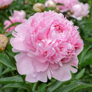 Art. PEONIE ROSA