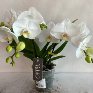 Art. PHALAENOPSIS TABLEAO