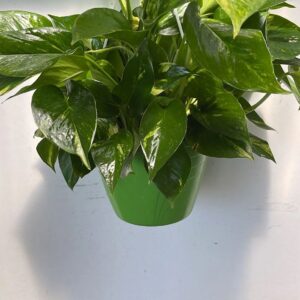 Art. PHOTUS EPIPREMNUM