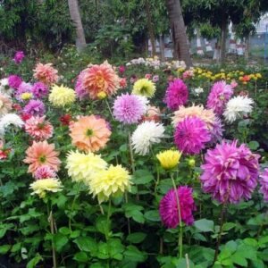 Art. PIANTE DI DALIE SMALL