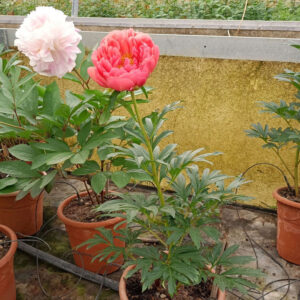 Art. PIANTE DI peonie MIX