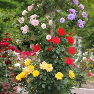 Art. PIANTE DI ROSELLINE MIX