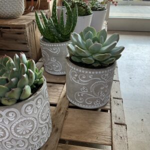 Art. PIANTE GRASSE VASO 12