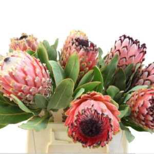 Art. PROTEA BERBIGERA