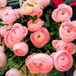 Art. RANUNCOLI ROSA CLONI