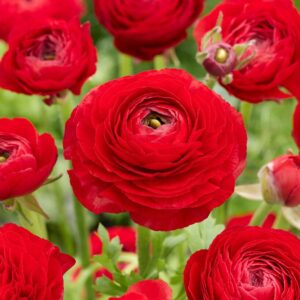 Art. RANUNCOLI ROSSO CLONI