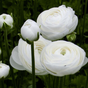 Art. RANUNCOLO BIANCO CLONE