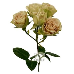 Art. ROSA HOYA VERDE