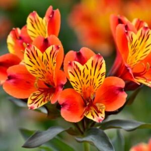 Art. 1234  ALSTROMERIA ARANCIO