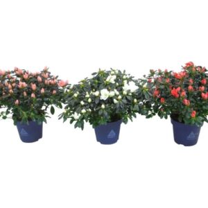 Art. AZALEA MIX vaso 10 PICCOLA