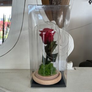 Art. ROSE STABILIZZATE CUPOLA BELLA LA BESTIA CON LUCI